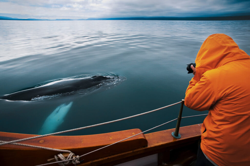 iceland silent whale watching photographing humpback ns