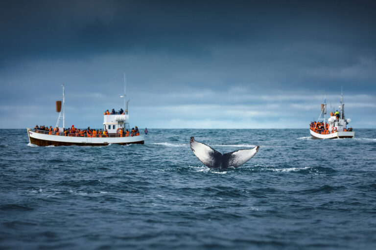 north iceland whale watching humpback tail fluke istk