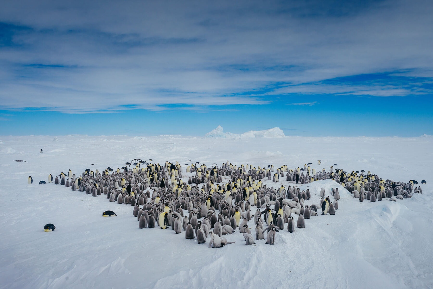 antarctica snow hill island emperor penguins qe
