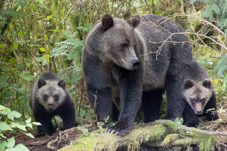 canada grizzly bear and cubs knight inlet astk
