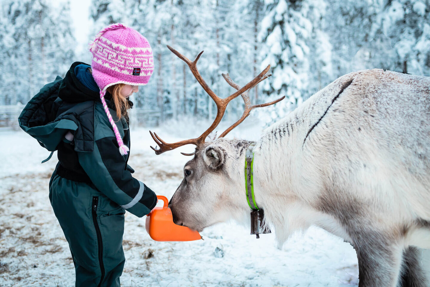 finnish lapland child hand feeding reindeer jof