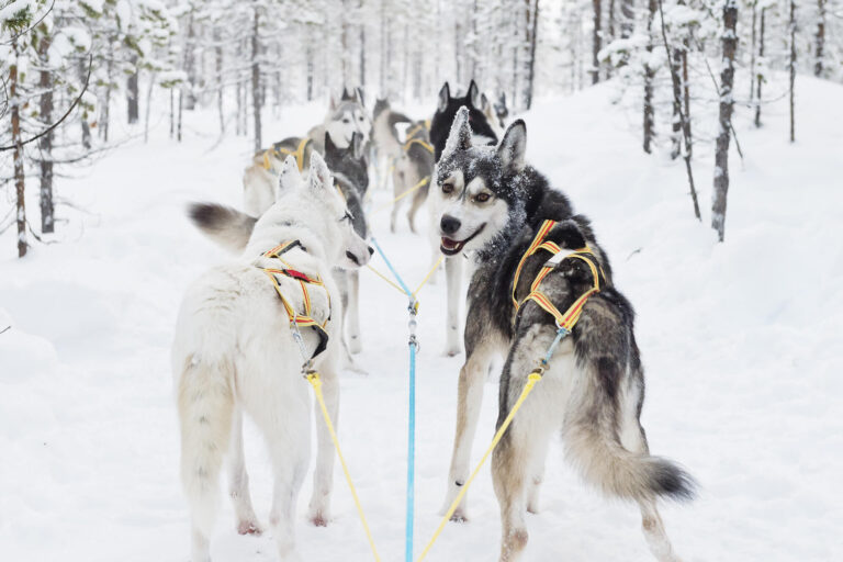 swedish lapland husky sledding winter vs anna ohlund
