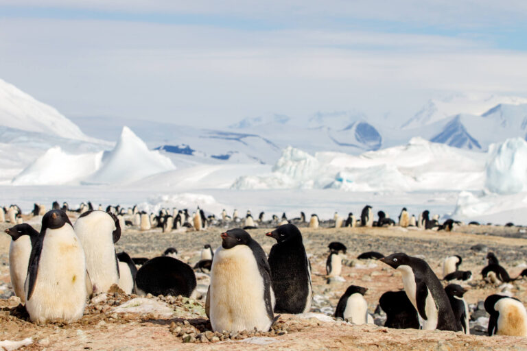 antarctica ross sea cape hallett adelie penguins astk