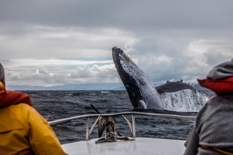 atlantic canada humpback whale istk