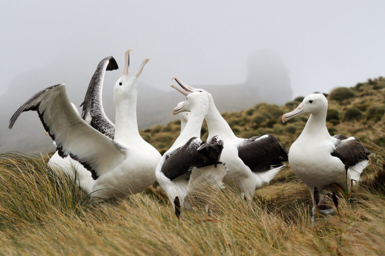 campbell island southern royal albatross istk