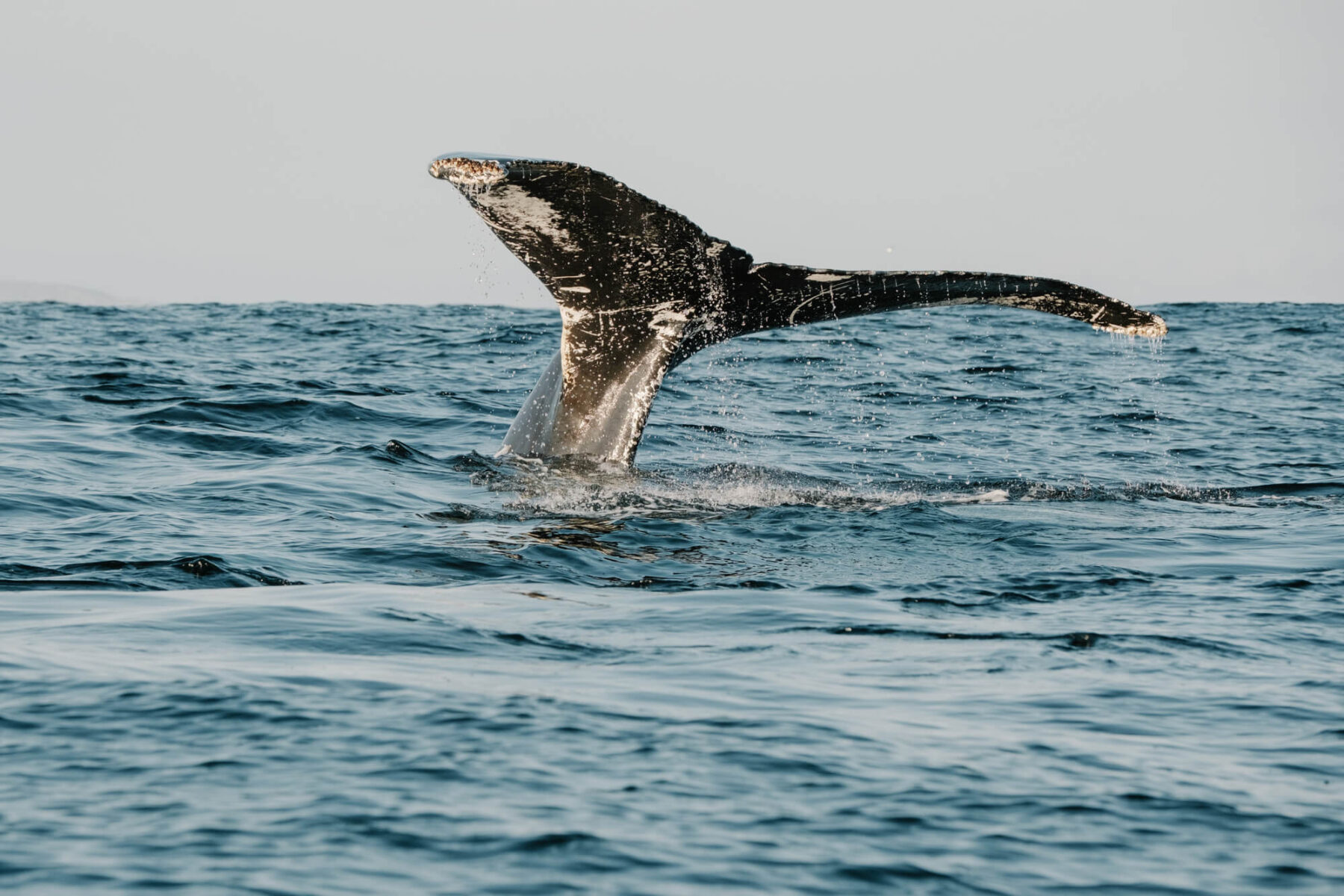 canada humpback whale newfoundland dc