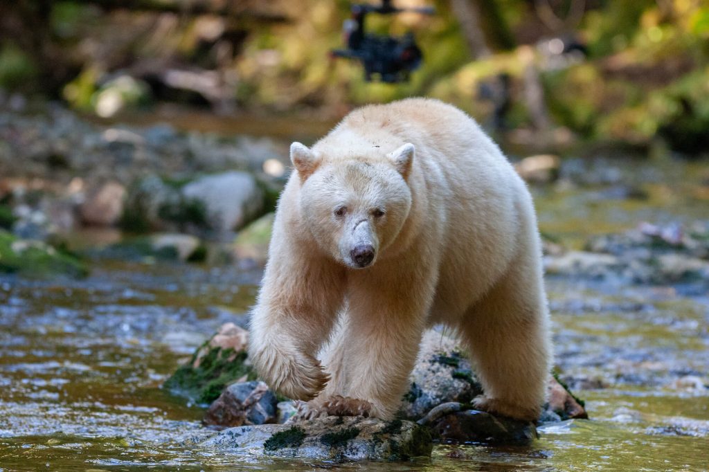 canada kermode bear in great bear rainforest bc istk