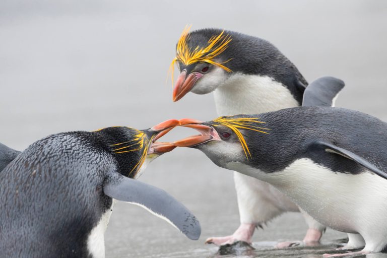 macquarie island royal penguins istk