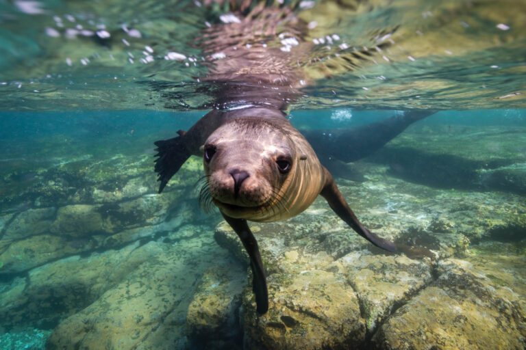 wildlife sea lion underwater istk