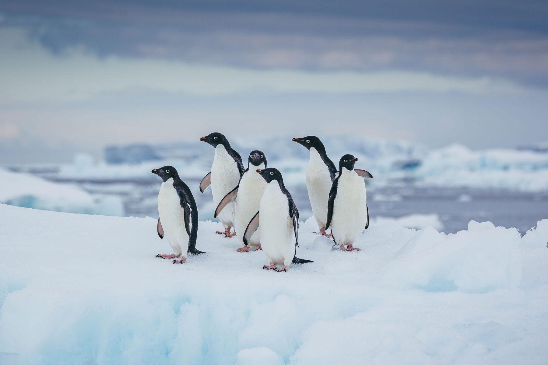 antarctica adelie penguins on ice davidmerron qe