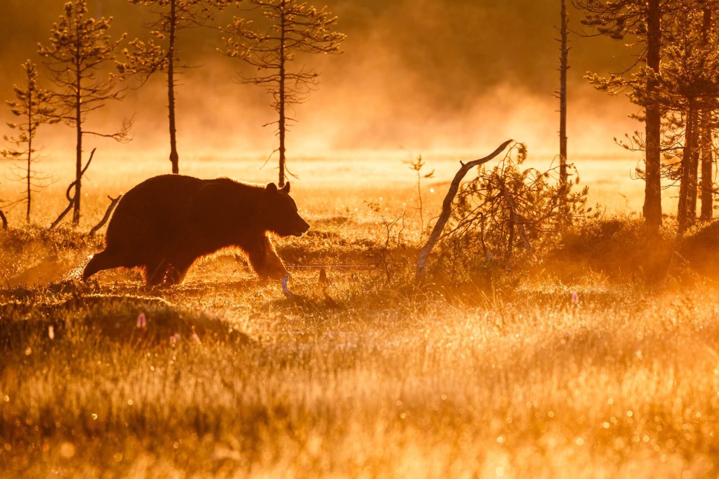 finland kuhmo misty morning brown bear istk