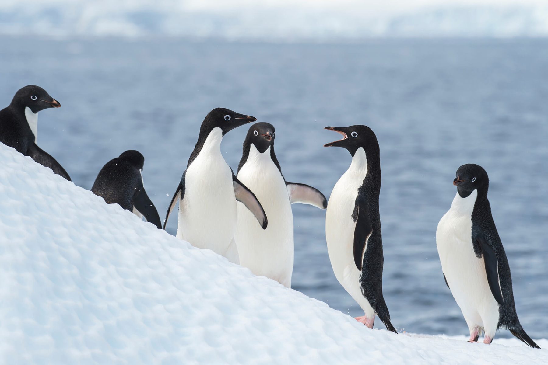 antarctica-adelie-penguins-interacting-astk