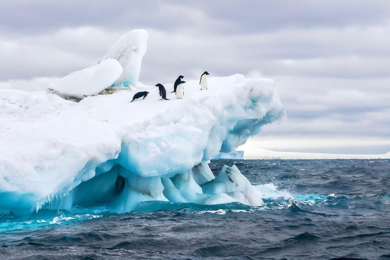 antarctica-weddell-sea-adelie-penguins-on-iceberg-astk