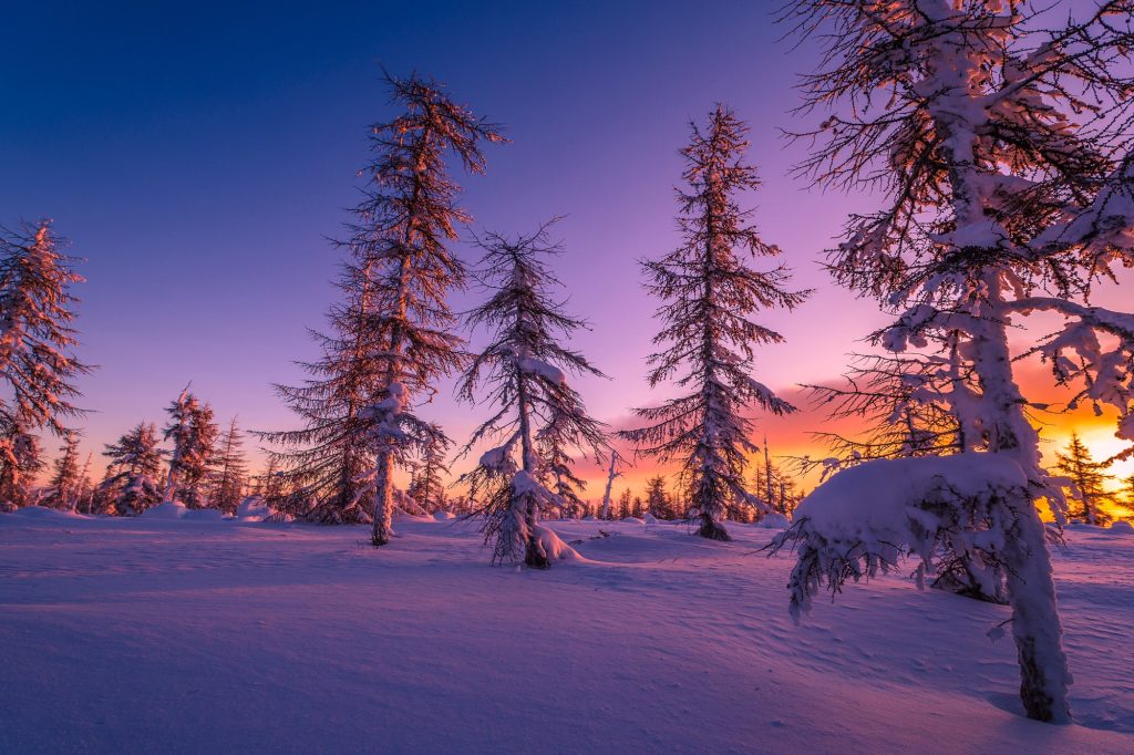 finland-lapland-purple-sunset-taiga-forest-istk