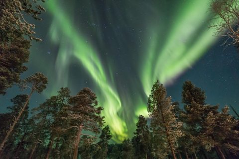 finnish-lapland-aurora-dancing-over-forest-whs