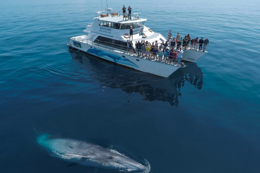 new-zealand-whale-watching-auckland-harbour-tnz