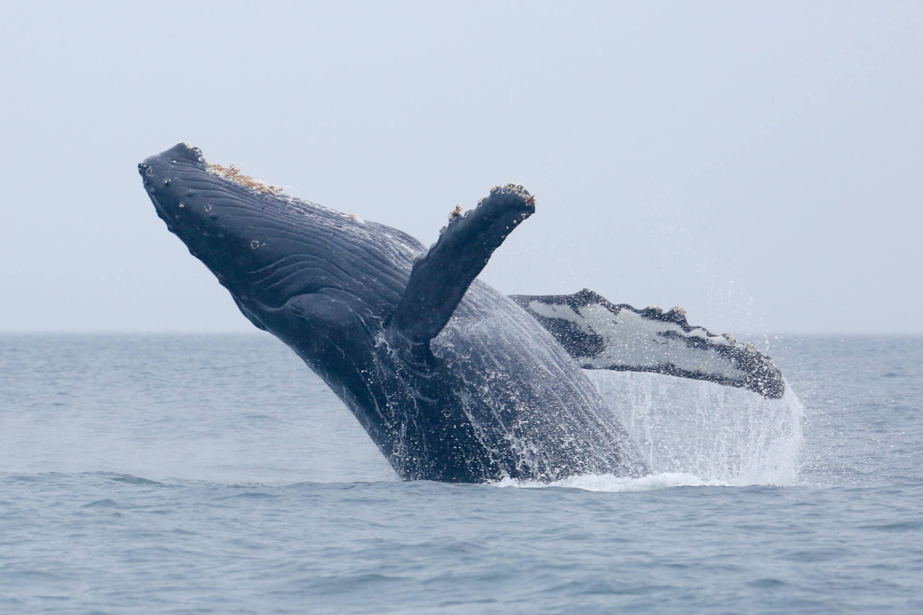 wildlife-humpback-whale-breaching-istk