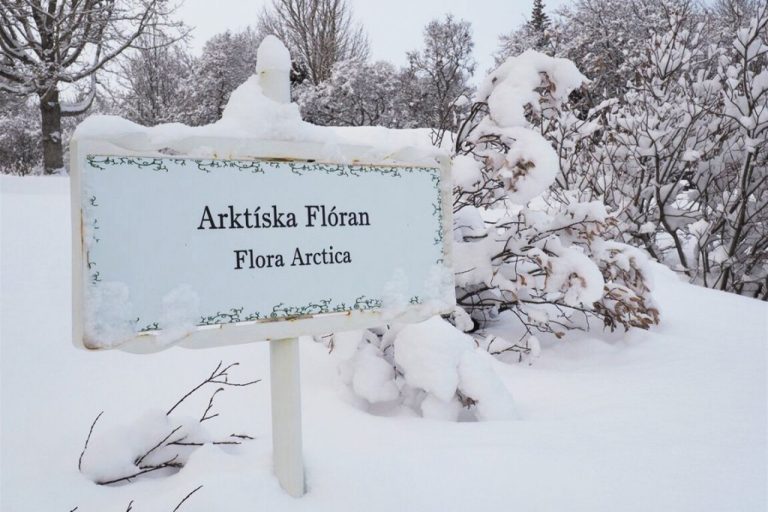 iceland-akureyri-botanic-gardens-winter
