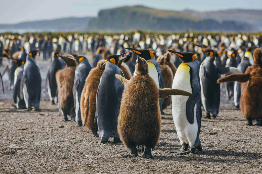 south-georgia-king-penguin-chick-and-colony-qe