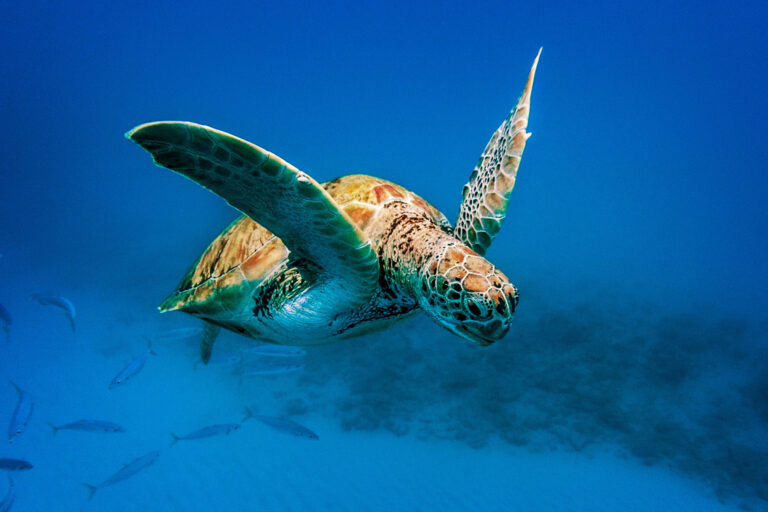 caribbean-sea-turtle-istk