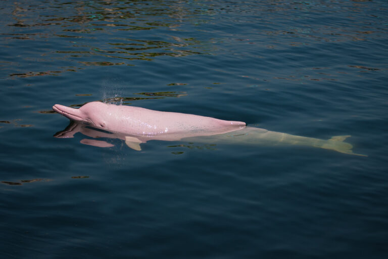 south-america-pink-river-dolphin-istk