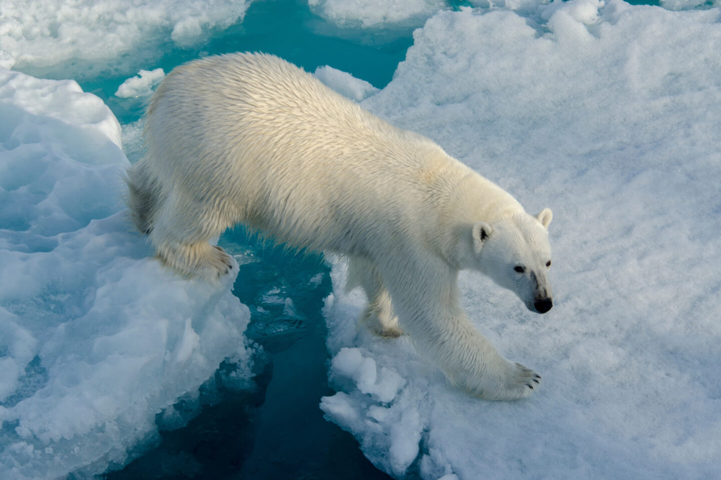 arctic-polar-bear-walking-across-breaking-sea-ice-astk