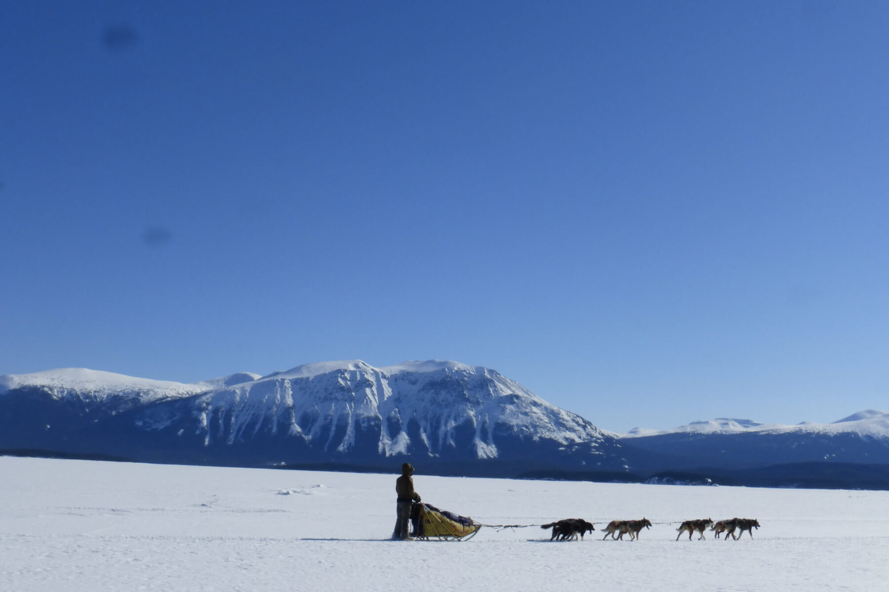 southern-lakes-resort-winter-activity-huskies