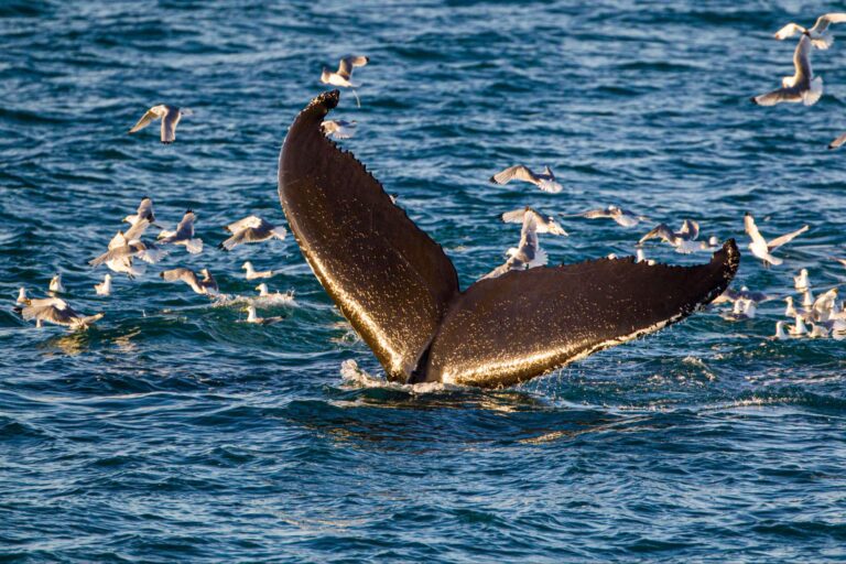 svalbard-humpack-whale-and-kittiwakes-istk