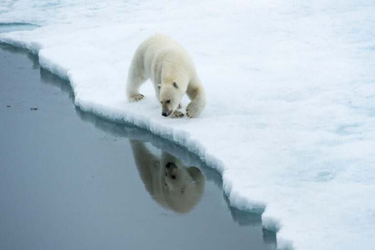 svalbard-polar-bear-looking-at-reflection-pos