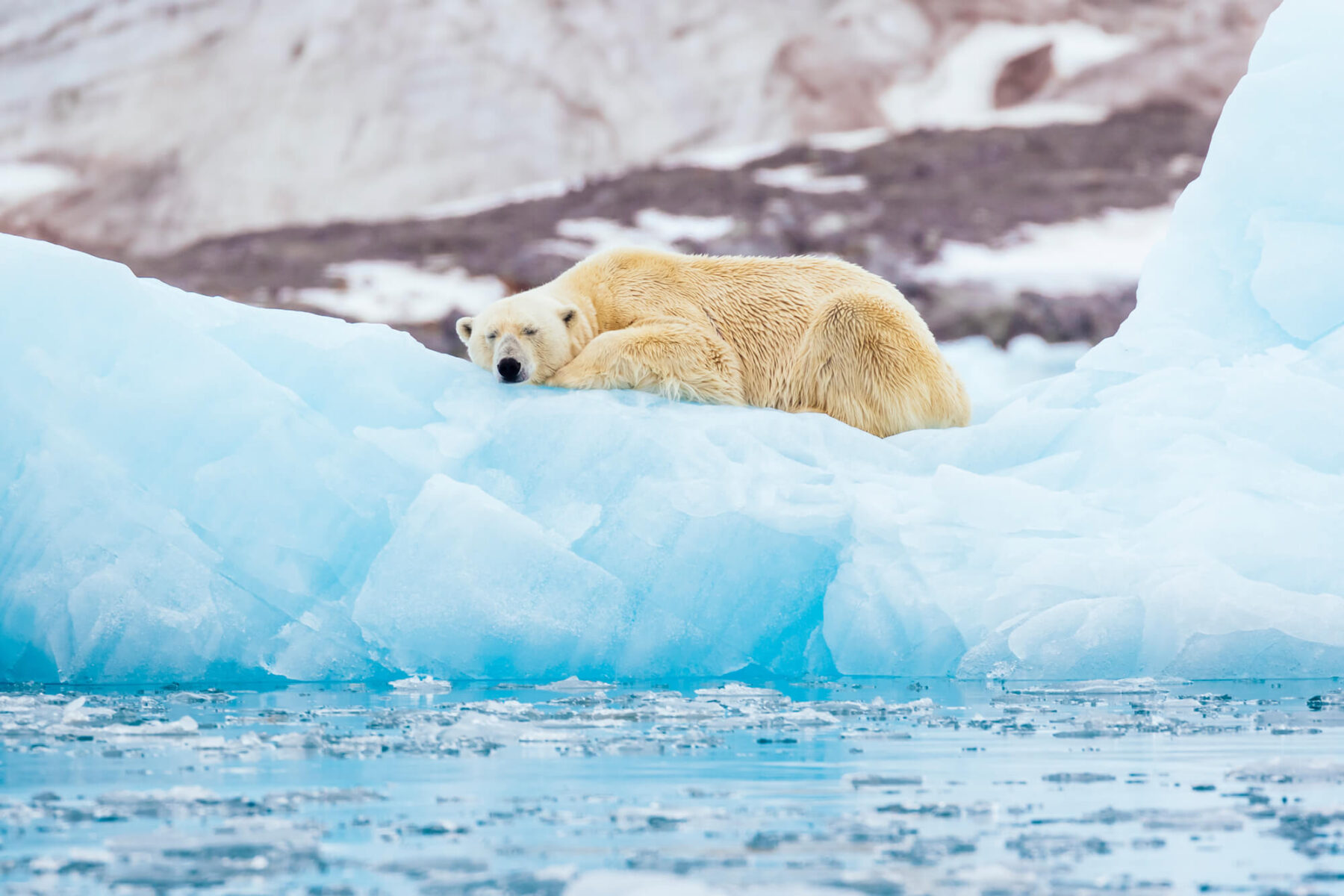 svalbard-polar-bear-resting-on-iceberg-istk