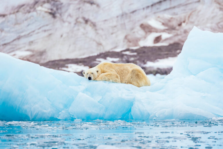 svalbard-polar-bear-resting-on-iceberg-istock