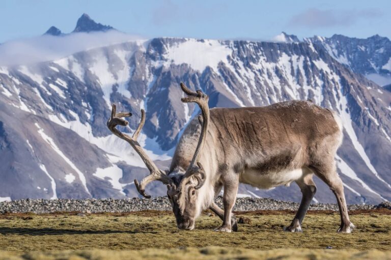 svalbard-reindeer-on-tundra-astk