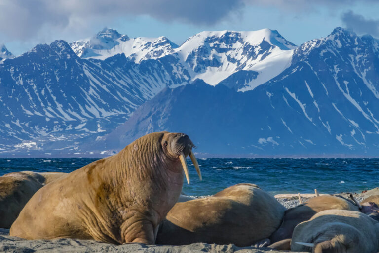 svalbard-spitsbergen-walrus-haul-out-with-mountain-backdrop-astk