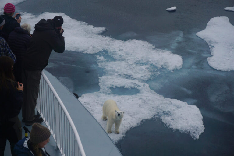 svalbard-viewing-polar-bear-from-deck-of-ship-de