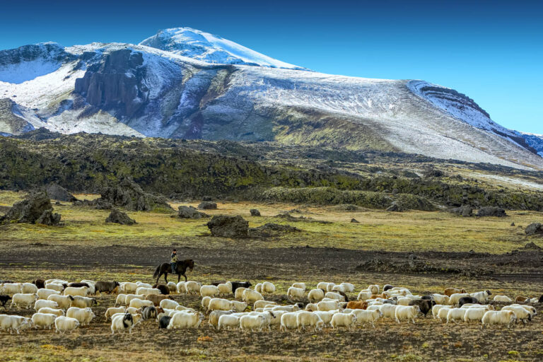 iceland-sheep-farming-near-hekla-volcano-rth