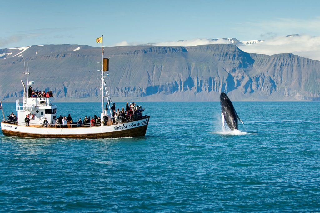 iceland north east husavik skjalfandi bay whale watch ns
