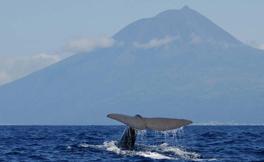 azores whale and mount pico