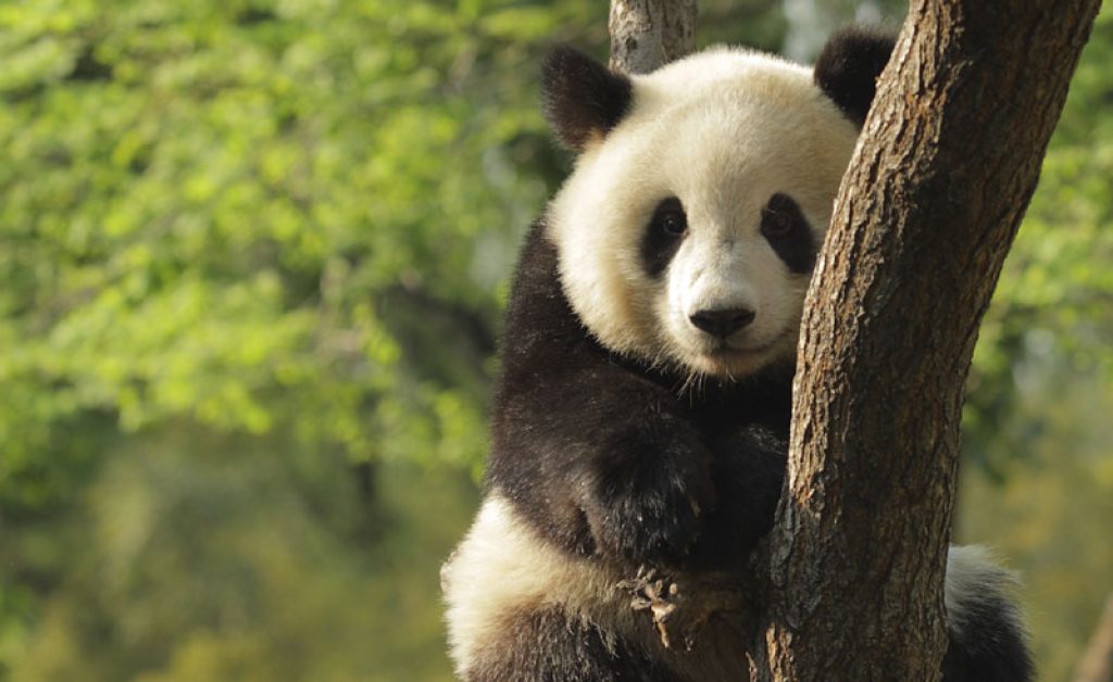 china wildlife panda2 istock