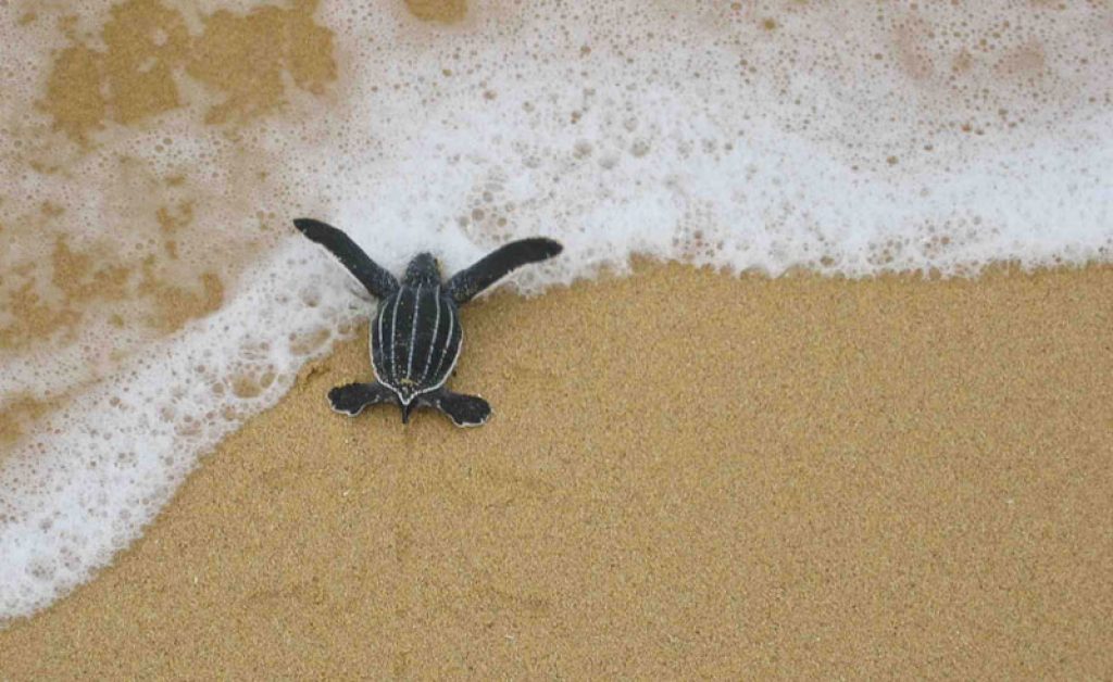costa rica baby turtle on beach