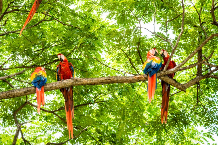 costa rica flock of scarlet macaws istk