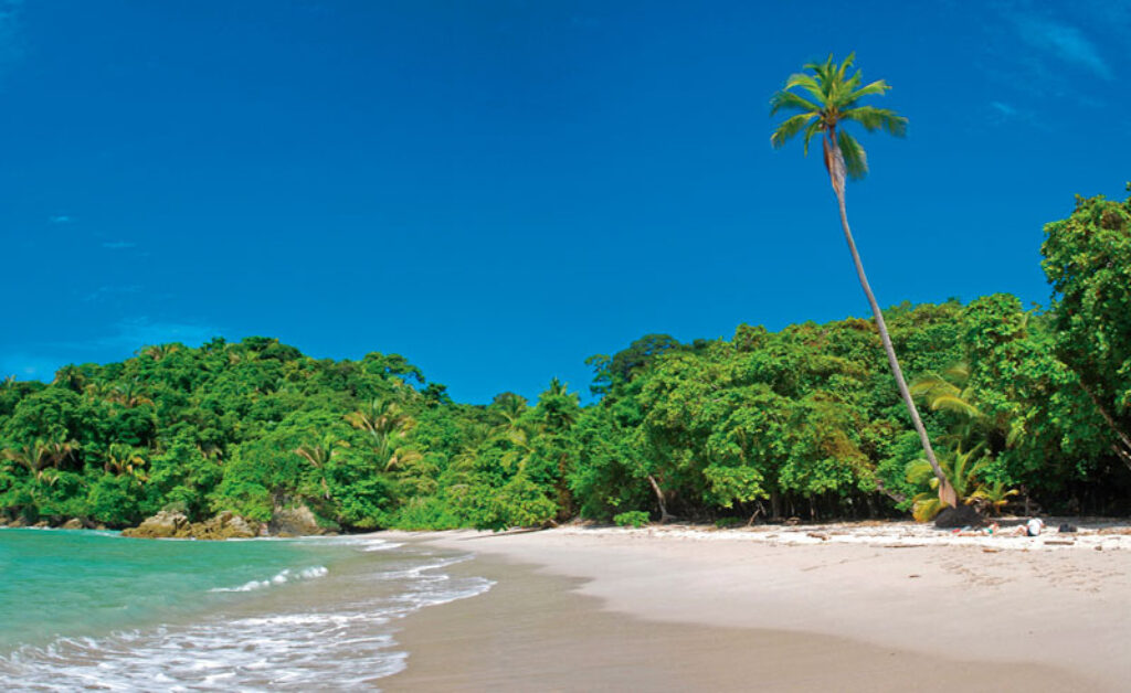 costa rica palm tree beach