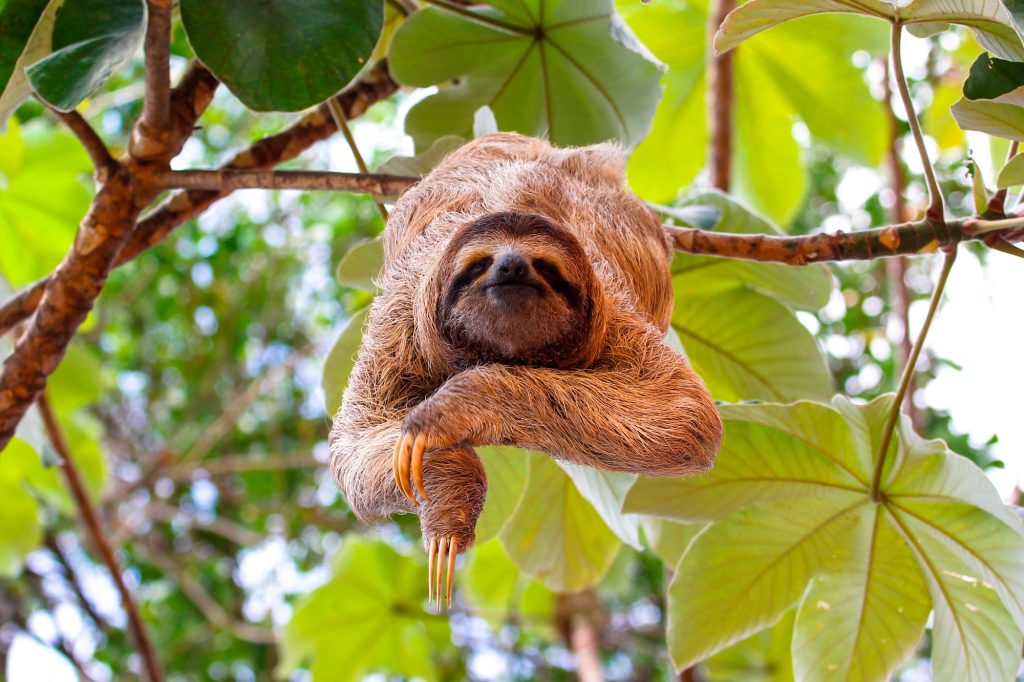costa rica three toed sloth adstk