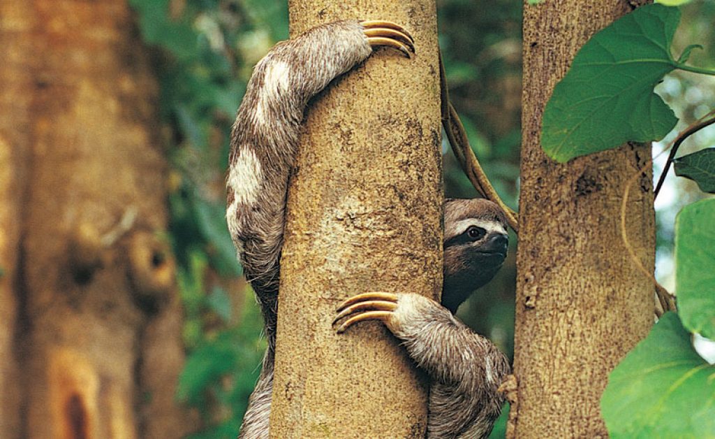 costa rica wildlife sloth rh