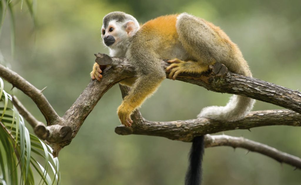 costa rica wildlife tree squirrel monkey istock