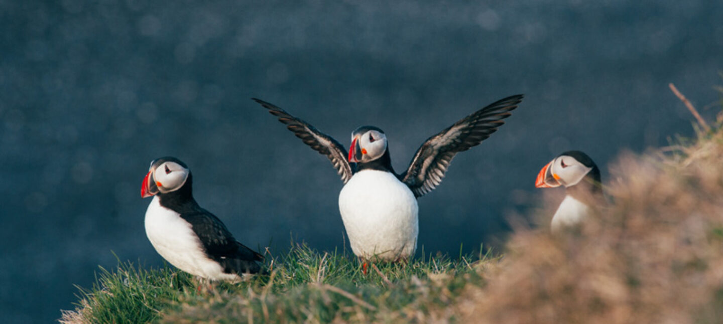 iceland george puffins