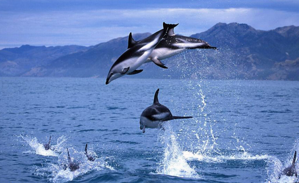 new zealand dolphins kaikoura2