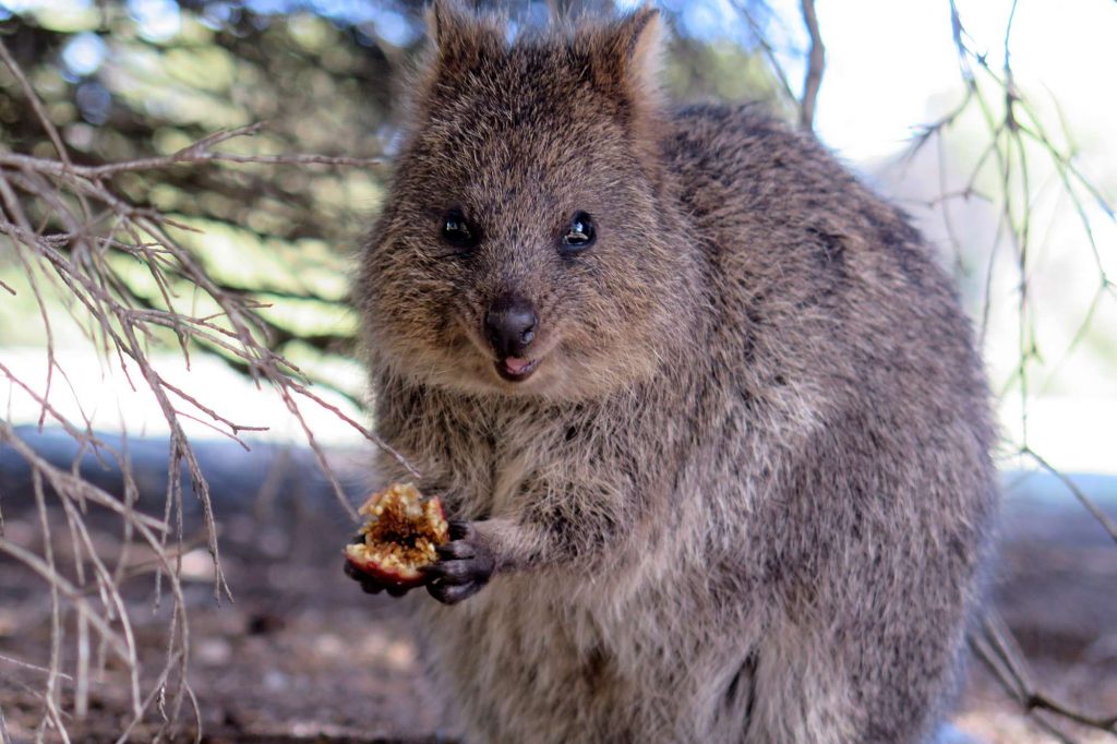 western australia quokka rottnest island eating istk