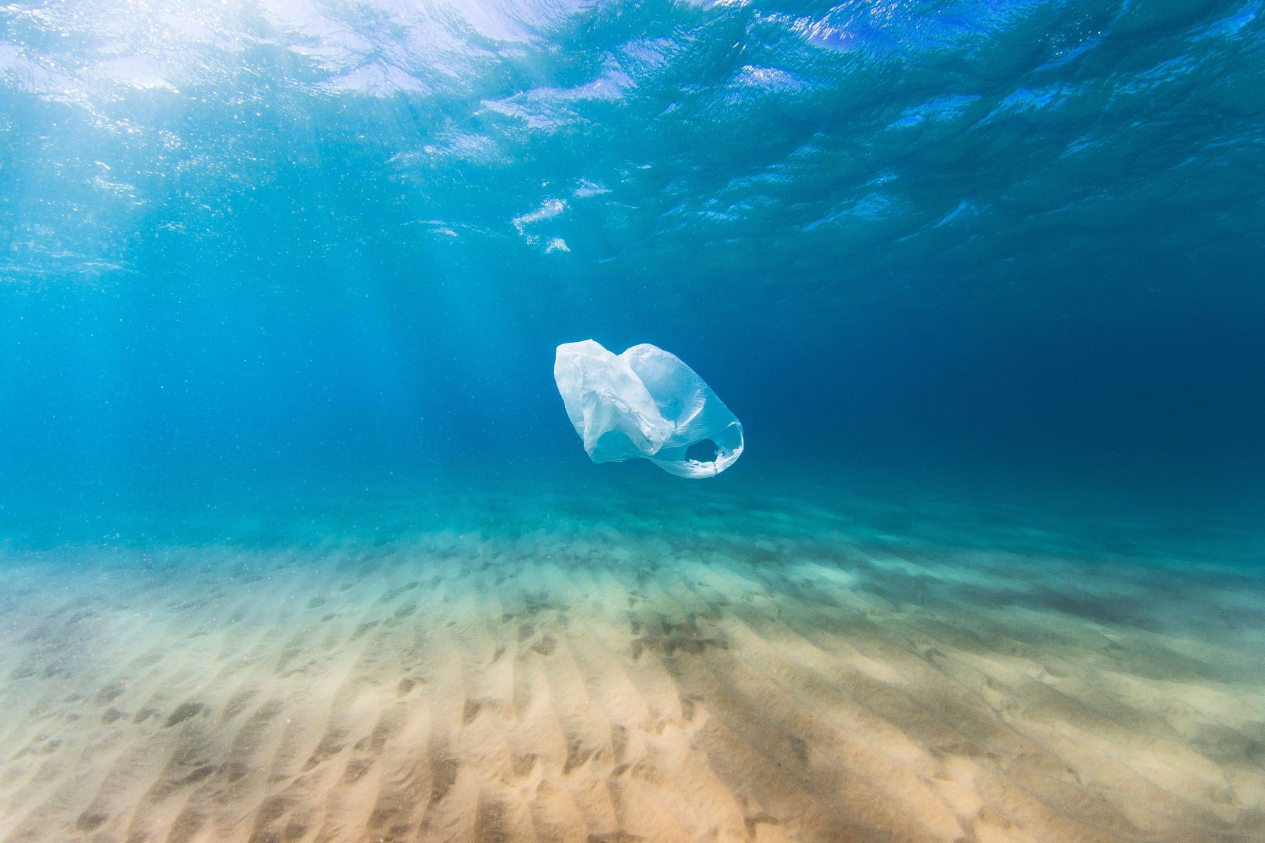 edu plastic bag in sea