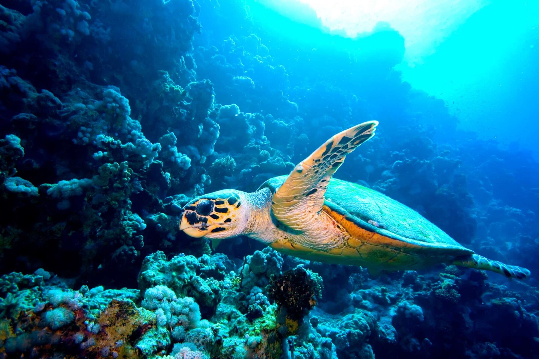 edu responsible travel costa turtle sea