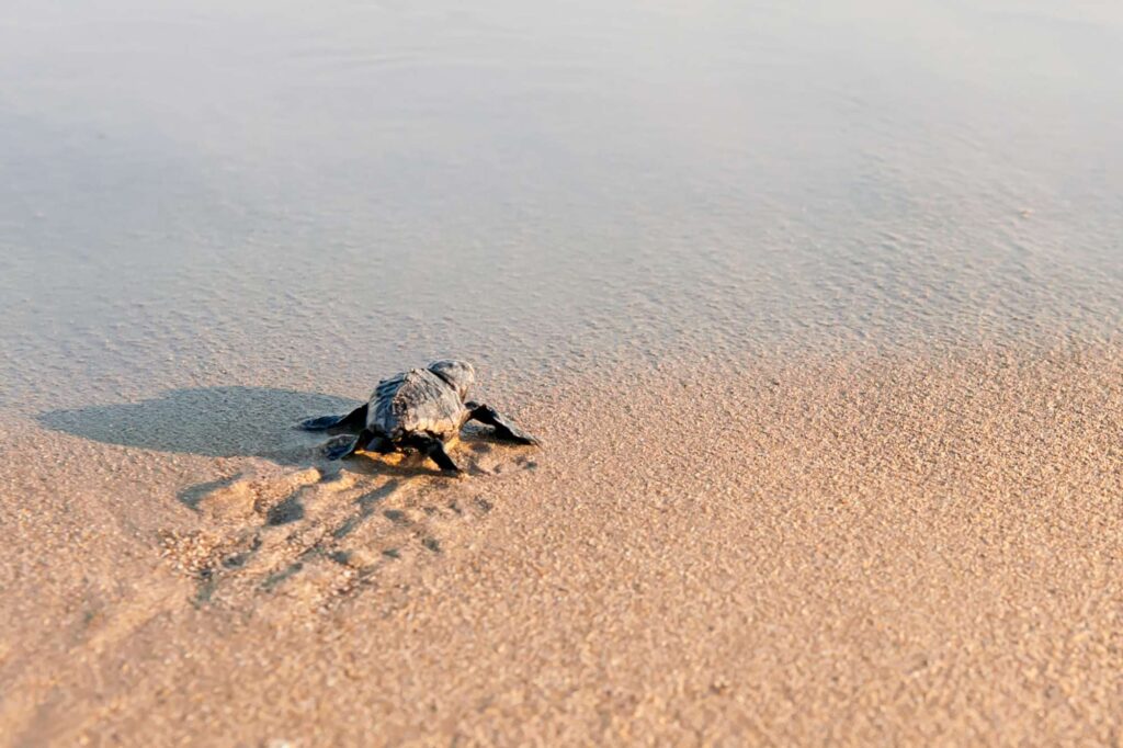 edu responsible travel turtle beach